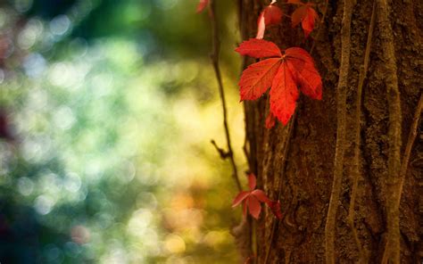 Wallpaper Sunlight Forest Leaves Nature Red Branch Green Color