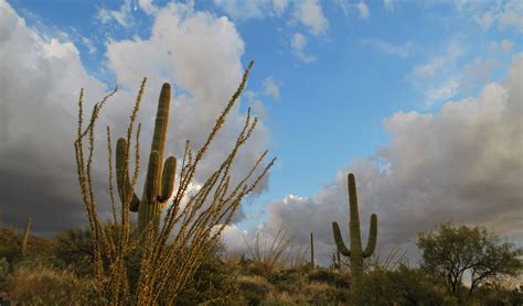 Winter Attractions for Snowbirds in Arizona | Go RVing