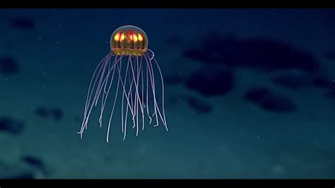 Look Bizarre Glowing Jellyfish Discovered In Mariana Trench