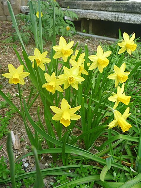 スイセン 水仙 花の名前を調べる