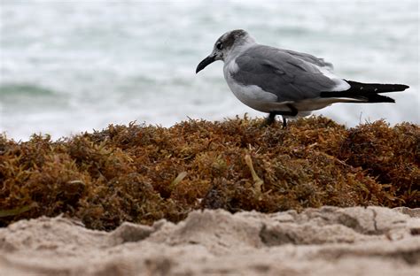 What to know about the sargassum seaweed blob hitting Florida : NPR