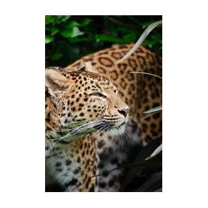 Beautiful Leopard Panthera Pardus Big Cat Amongst Foliage Photograph By