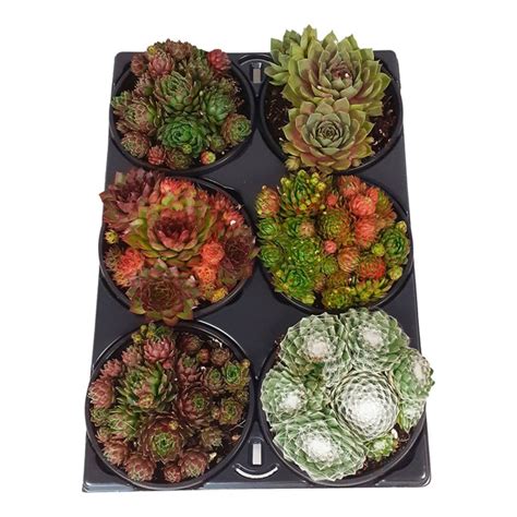 GARDENLINE Sommer Arrangement 6er Tray von ALDI SÜD ansehen