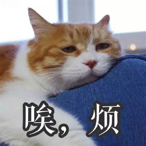 猫咪表情包 你说啥 我没戴眼镜听不见