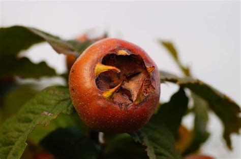 Apple Scab Management: Disease Cycle, Spray Schedule, Fungicides ...