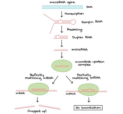 Label The Steps Of Translation That Led To Gene Expression