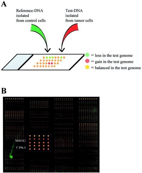 A Schematic Representation Of Matrix Comparative Genomic Hybridization