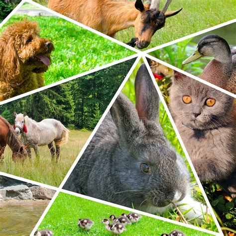 Photo Collage Of Pet Portraits Stock Photo Image Of Banner Canine