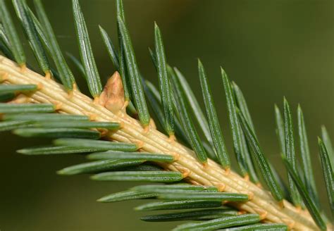 Trees Planet Picea Abies Norway Spruce