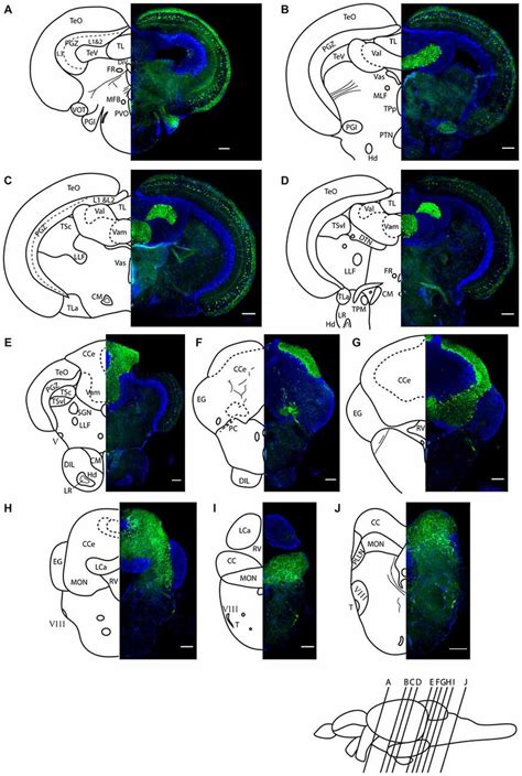 Darpp Immunoreactivity In Adult Zebrafish Brain Shown In Rostral To