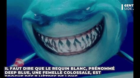 Deep Blue Le Plus Gros Grand Requin Blanc Jamais Film Un Terrifiant