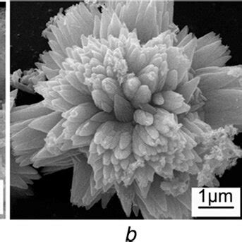 Sem Images Of The Flowerlike Zno Produced At Different Material Ratio