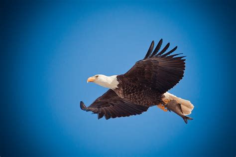 Free Images Nature Wing Wildlife Beak Symbol Flight America