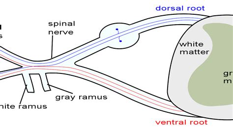 Dorsal Root Ganglion