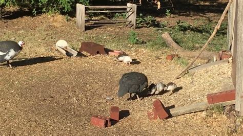 Guinea Fowl Mother And Guinea Fowl Keets Youtube