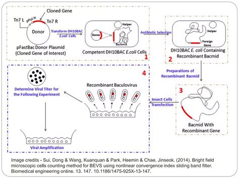 Baculovirus Expression Vector System Ppt