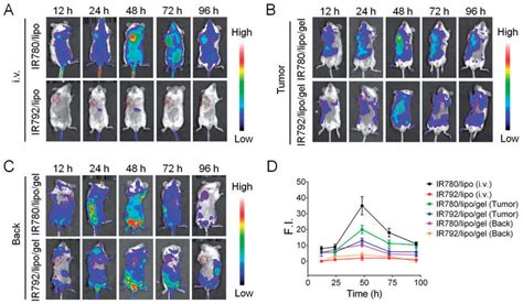 In Vivo Fluorescence Imaging And Biodistribution Of Photosensitizers In