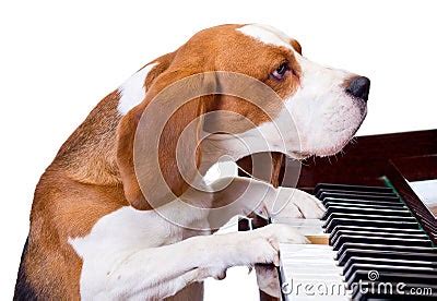 Dog Playing The Piano. Stock Photography - Image: 23043022