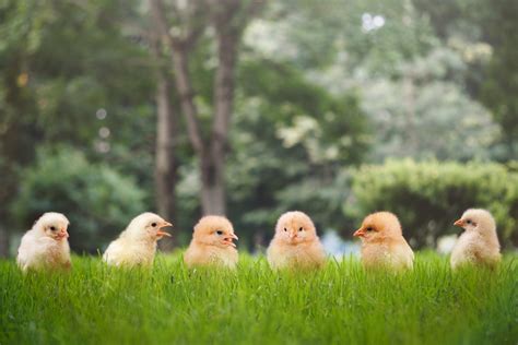 Cute Baby Chicks Wallpapers Girly Life