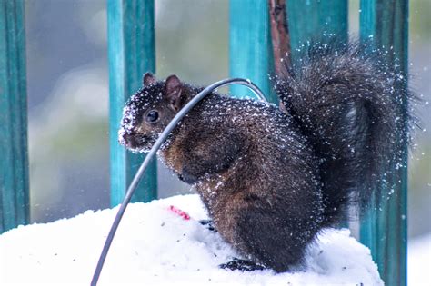 Squirrel in the snow took this one last year : r/squirrels