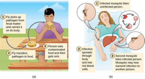 11 3 How Diseases Spread Biology Libretexts