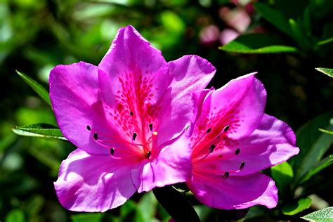 Azalea Flower Flora Free Photo On Pixabay