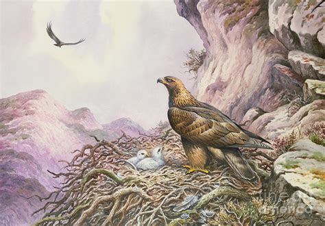 Golden Eagles At Their Eyrie Painting By Carl Donner