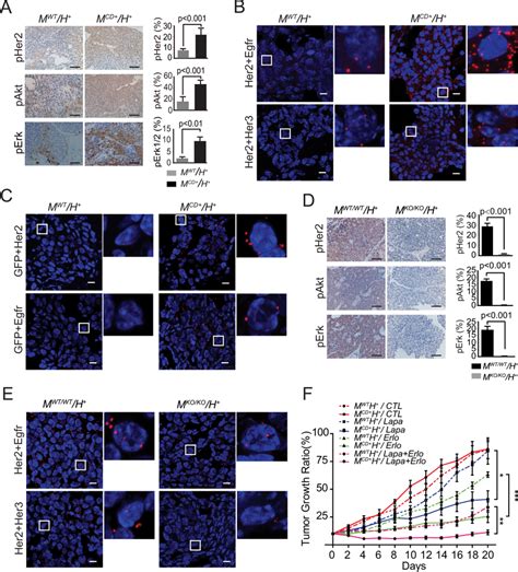 Muc Cd Actives The Her Signaling Pathway By Prompting Dimerization Of