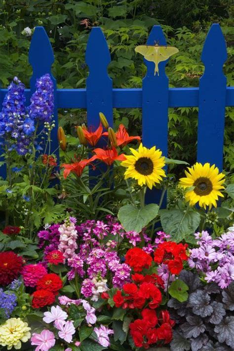 Colorful Flowers Are Growing In Front Of A Blue Picket Fence And Rock