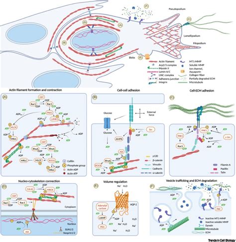 Plasticity Of Cancer Invasion And Energy Metabolism Trends In Cell Biology