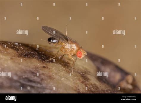 Drosophila Melanogaster Fotos Und Bildmaterial In Hoher Aufl Sung Alamy