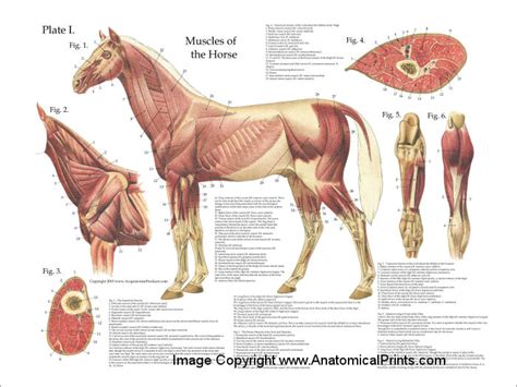 Horse Muscle Anatomy Poster