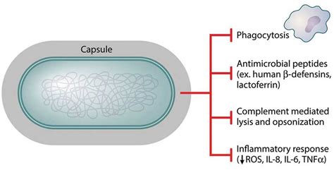 Klebsiella Pneumoniae Morphology