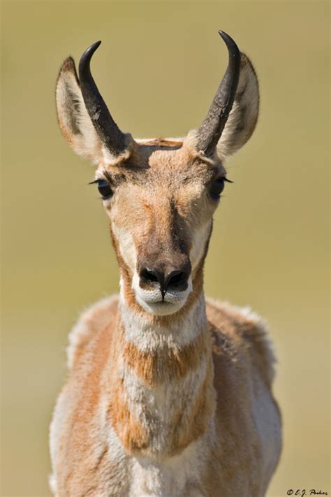 Pronghorn Antelope Page