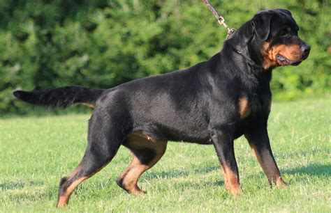 Rottweiler Breed Guide - Learn about the Rottweiler.