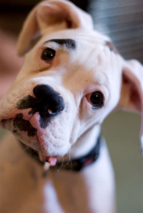 White Boxer Dog Loki Puppy F White Boxer Dog Loki Puppy Flickr