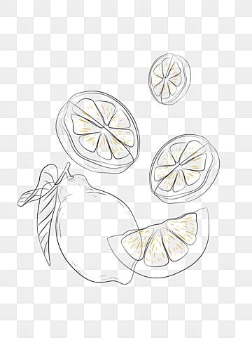 Lemon Line Drawing PNG Images - Pngtree