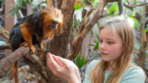 Zoo Keeper Days A Huge Range Of Zoo Keeper Experiences