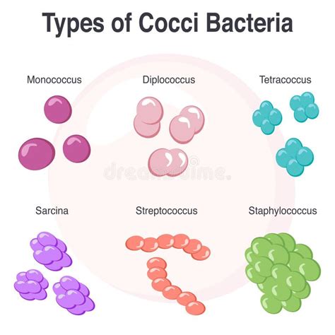 Sarcina Bacterieclassificatie Bolvormen Van Bacteriën Kokken