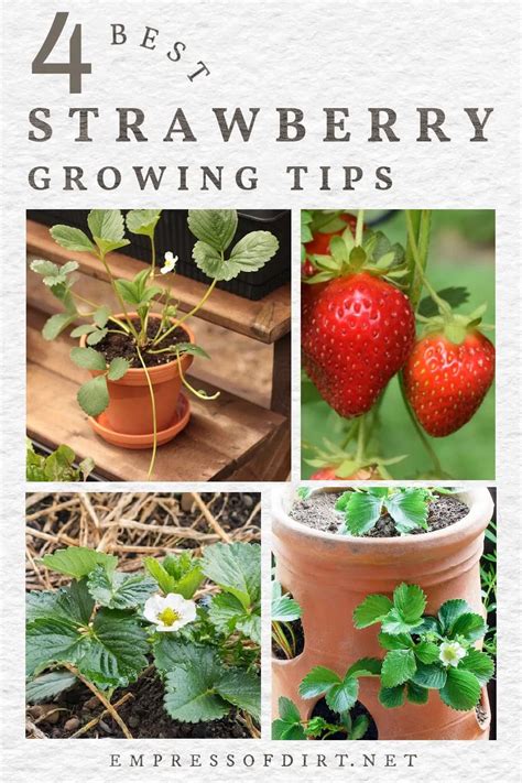 Best Ways To Grow Strawberries 40 OFF