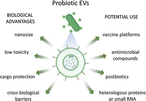 Frontiers Probiotics Their Extracellular Vesicles And Infectious