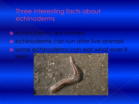 Ppt Echinoderms By Laila Salem And Teshawna Pileski Powerpoint Presentation Id 5624659