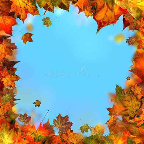 Autumnal Frame With Fall Leaves On White Background Flat Lay