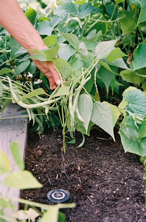 How To Grow Bush Beans In An Organic Kitchen Garden • Gardenary