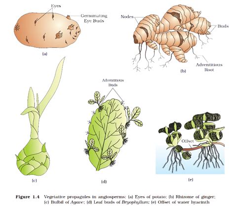 Asexual Reproduction in Plants : Science | TET Success Key