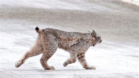 Court Gives Lynx ‘fighting Chance In Sw Colorado The Journal