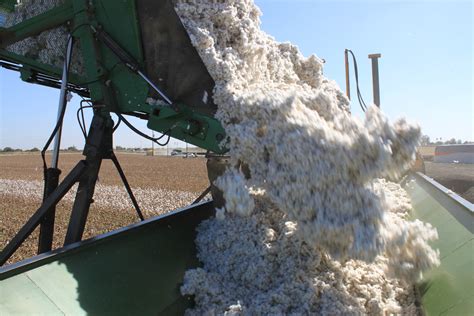 Harvesting cotton Oct 2012 #16 – Maven's Photoblog