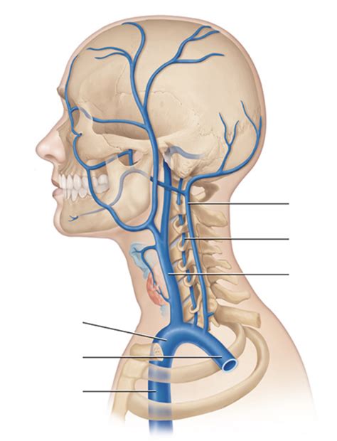 Head Neck Veins Diagram Quizlet