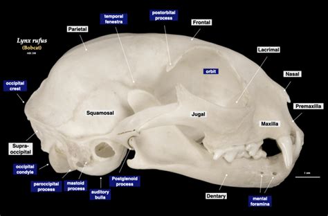 Mammal Skulls Morphology Of The Vertebrate Skeleton