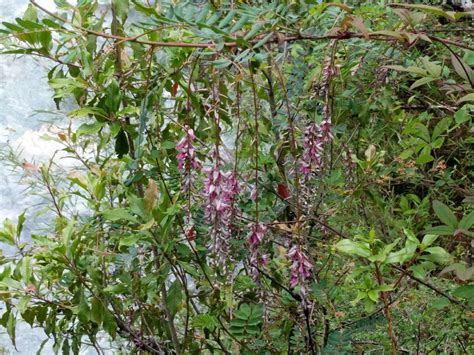 Indigofera